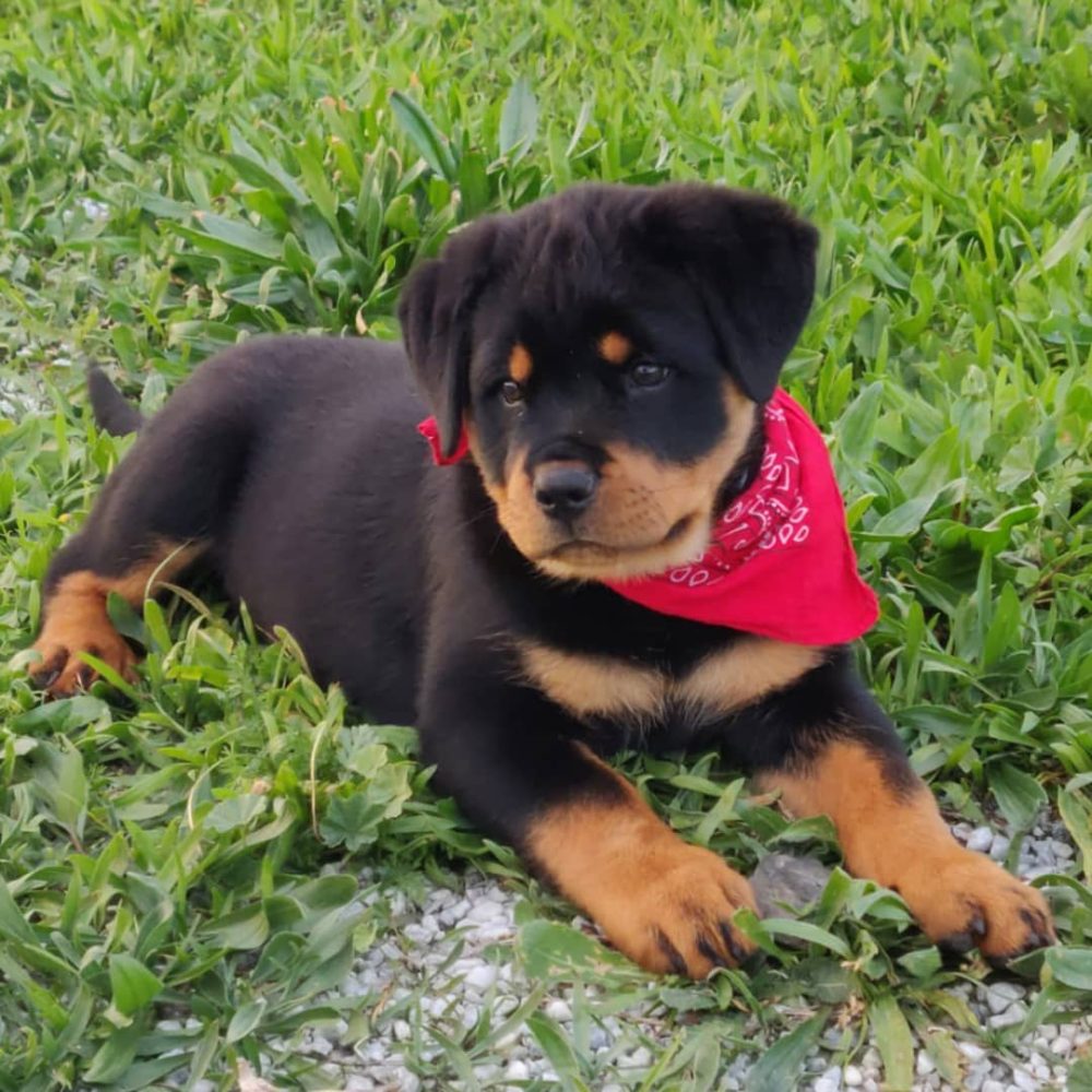 Cindy Female (12)
