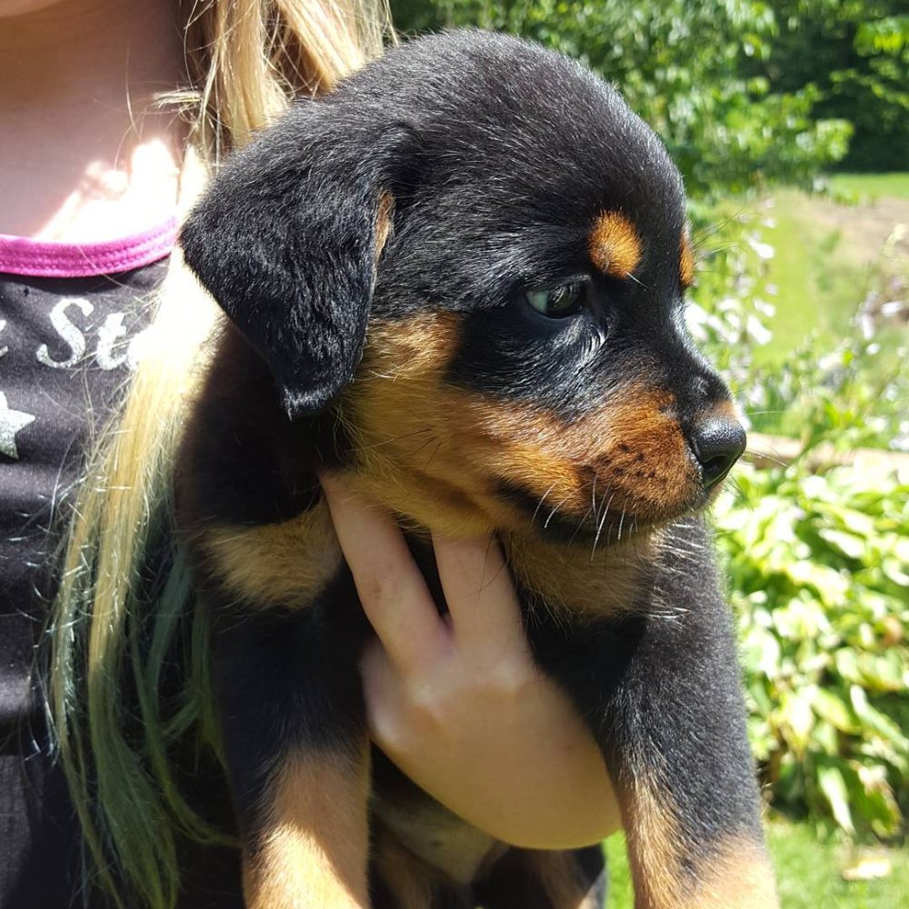 Daisy Female (5)