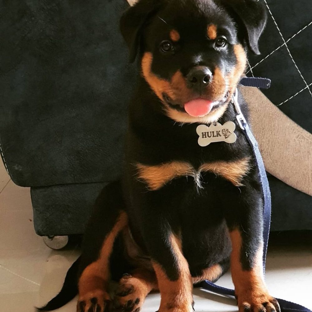 Hulk Male (9)