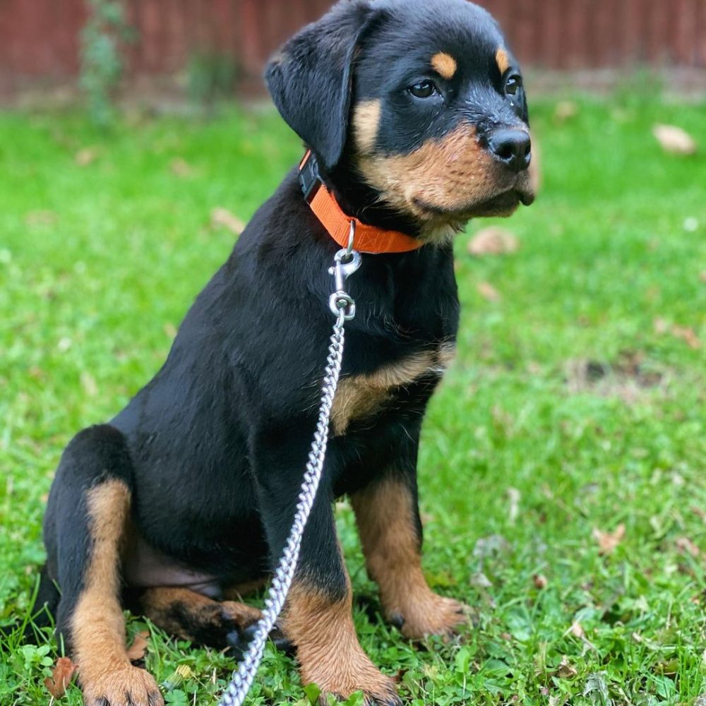 Max Male (10)