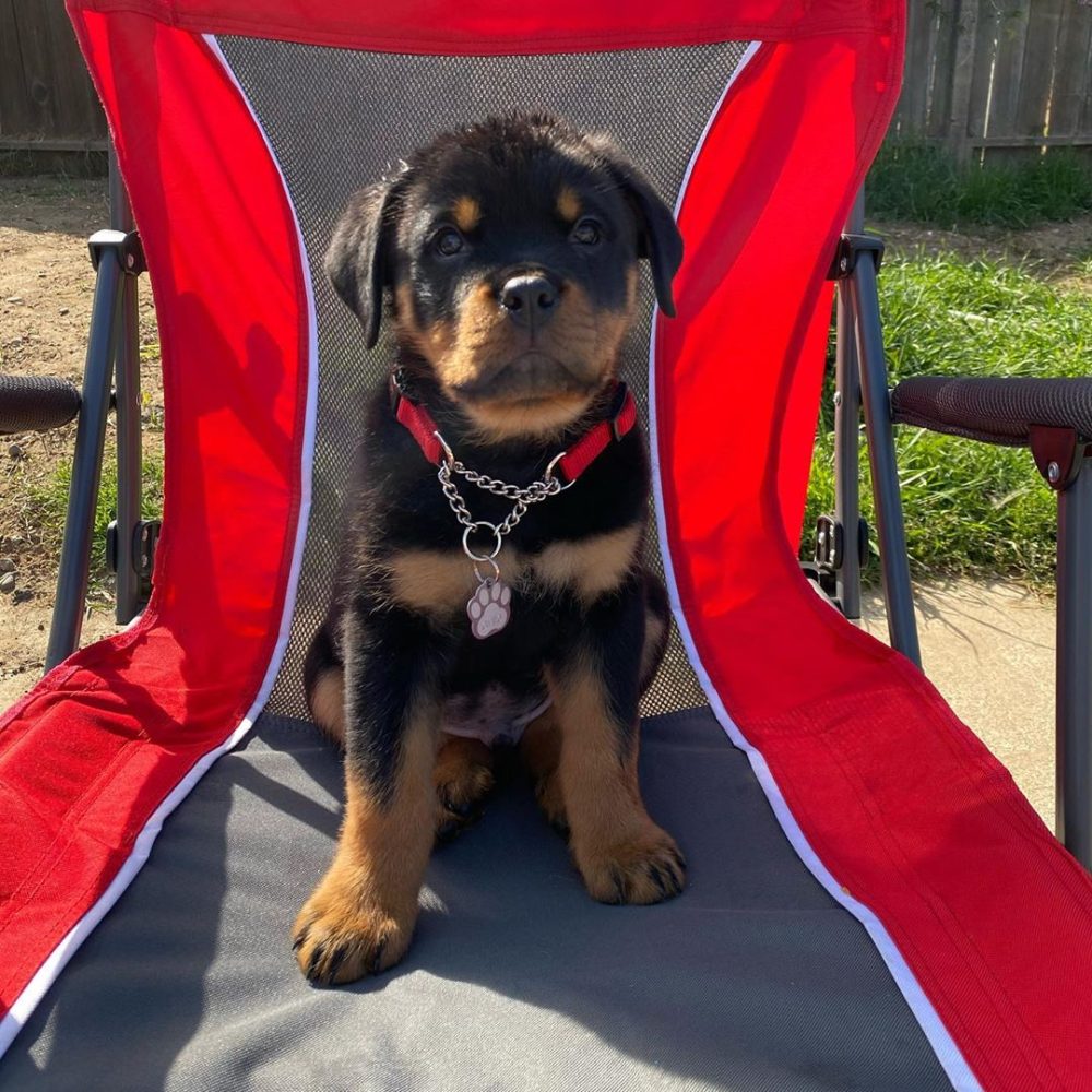 Rocco Male (2)