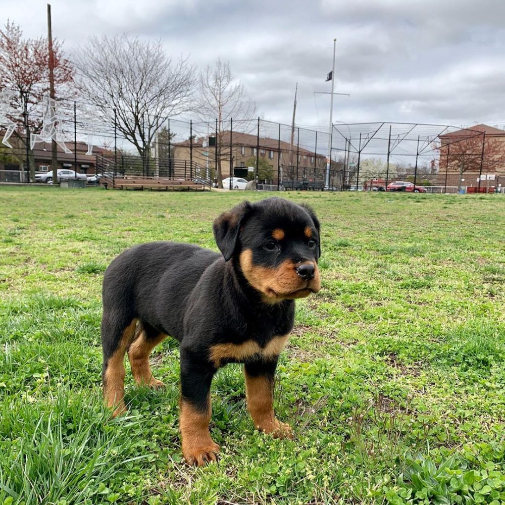 Roscoe Male (10)